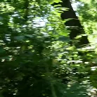 Empera in 'Wild Forest Fucking'